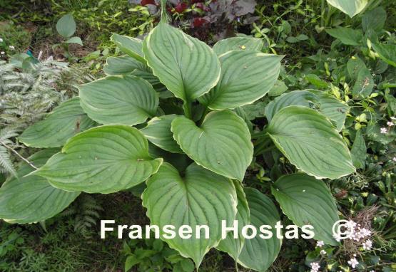 Hosta Paradise Gold Line